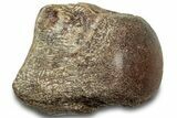 Fossil Mosasaur Vertebra - Texas #320961-1